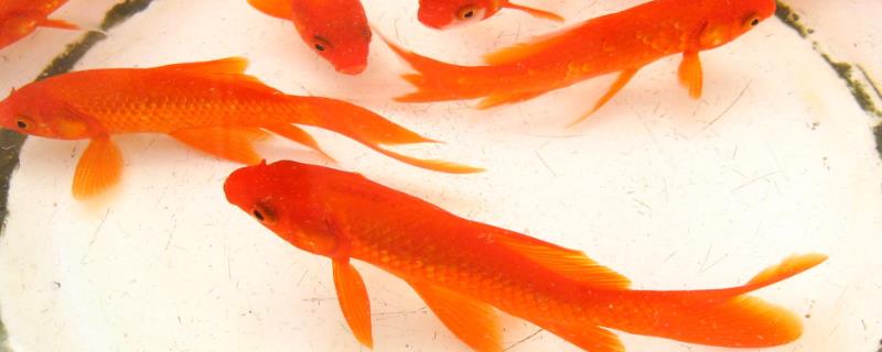 金鱼沉底不动的原因及治疗方法，环境变化会导致金鱼停止游动