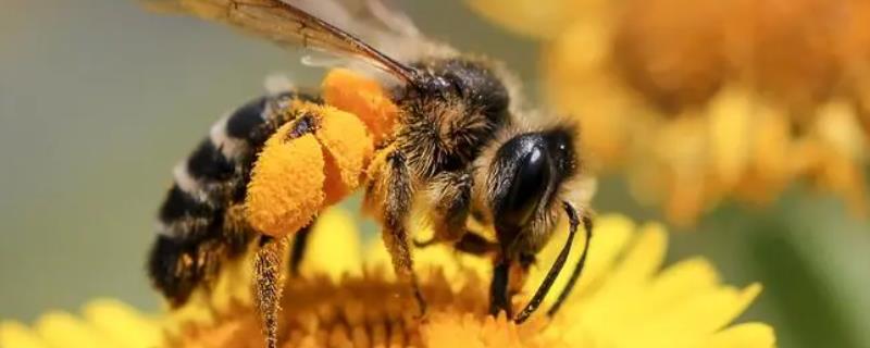 新手养蜜蜂的方法，及时更换蜂王