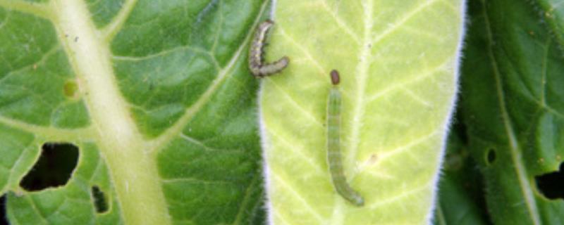 青椒烟青虫的防治方法，主要有农业防治和药剂防治