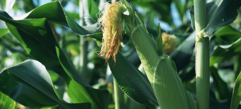 玉米追肥误区，追肥量应取决于土壤肥力与品种特性