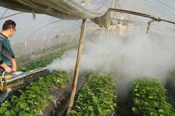 夏秋蔬菜如何用农药防虫，应针对性喷药防治