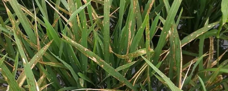 水稻稻瘟病的症状和防治措施，病部会出现大量灰色霉层