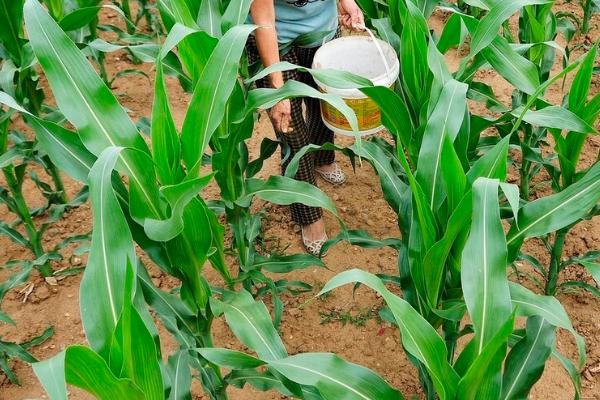 东北春玉米怎么施肥，需根据亩产水平决定施肥量
