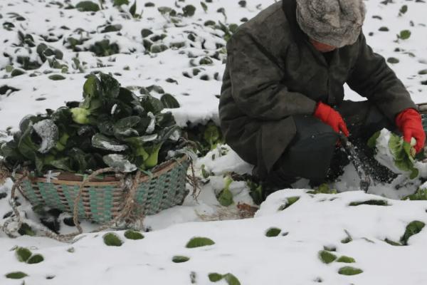 冬季蔬菜受冻后的补救方法，不同种类的蔬菜耐寒性不同