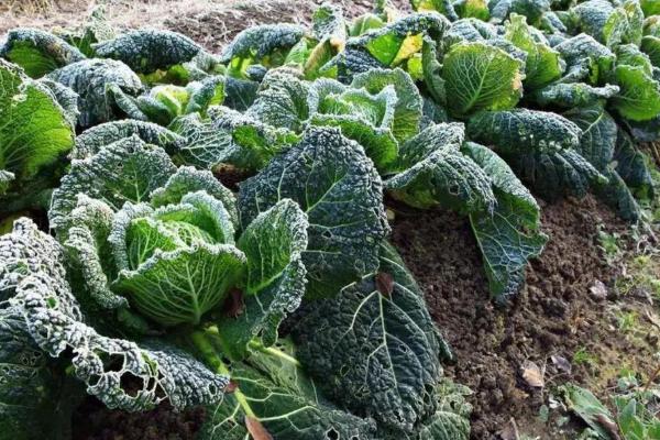 冬季蔬菜受冻后的补救方法，不同种类的蔬菜耐寒性不同