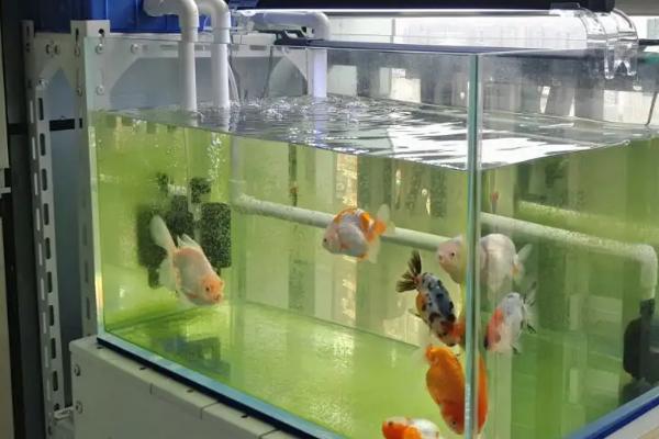 鱼缸过滤的作用，可保证鱼儿的健康