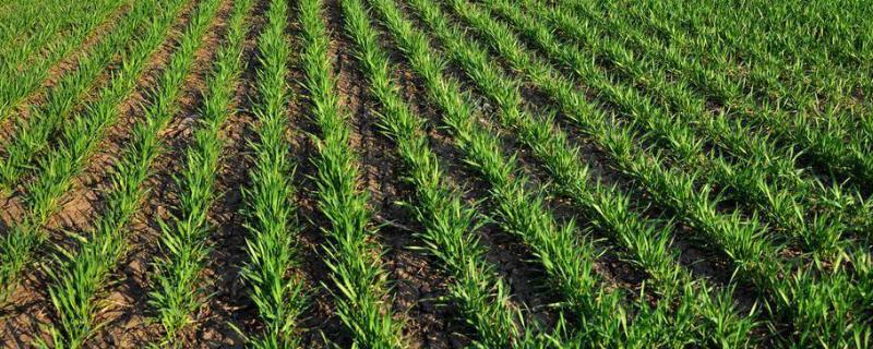 秋冬小麦品种如何选择，不可光看产量，需因地制宜