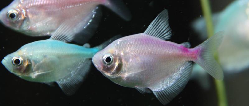 彩裙鱼的寿命和繁殖方法，一般可存活三年以上