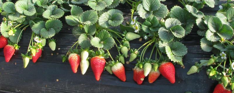 草莓的种植时间和方法，深耕施肥可促使植株旺盛生长
