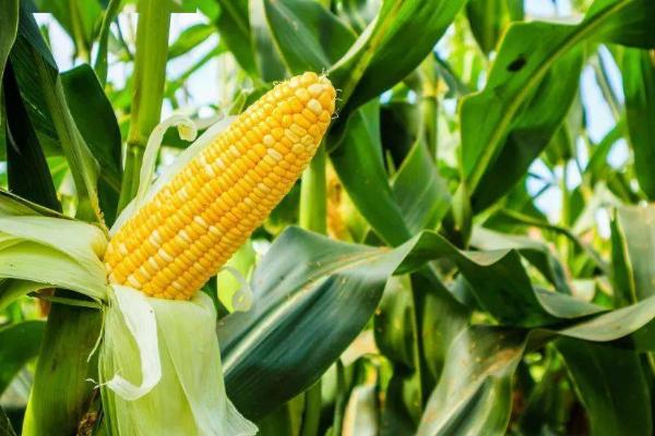 晋单68号玉米种的亩产量，平均产量达到627公斤