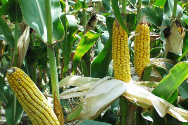 晋单68号玉米种的亩产量，平均产量达到627公斤