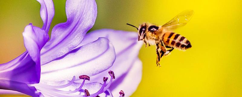 春季蜜蜂实用养殖技术，春天是蜜蜂的生长繁殖时期