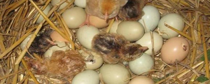 小鸡孵化温度超过40度的影响，温度过高会降低孵化率