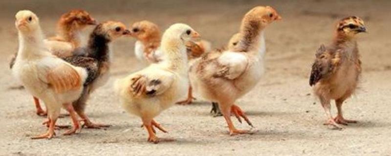 给鸡喂什么能快速生长，适当提供硫酸钠可让鸡长得又快又好