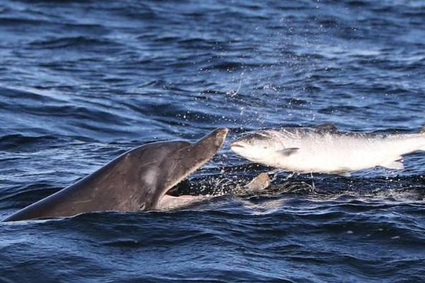 海豚吃东西要不要咀嚼，一般是选择直接吞咽