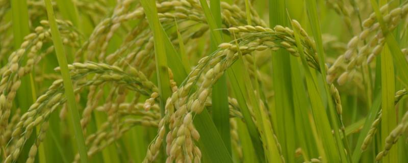 如何防止晚稻僵苗，可实行一犁多耙