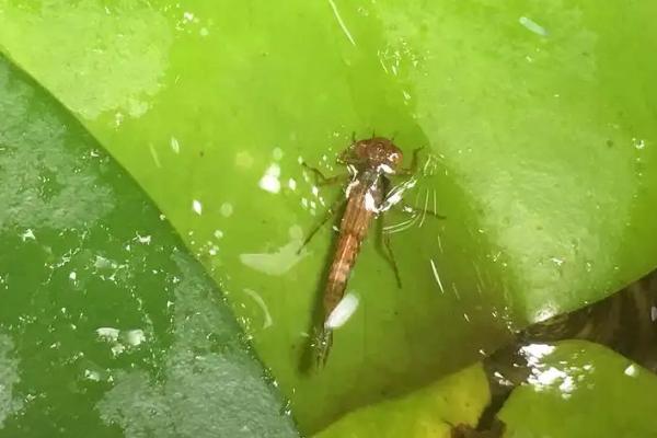 蜻蜓幼虫吃什么，一旦饥饿难耐就会捕食