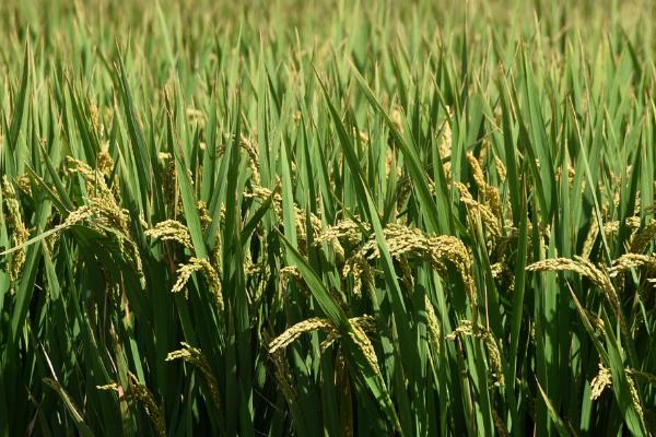 水稻烂秧的类型，在秧苗期发生