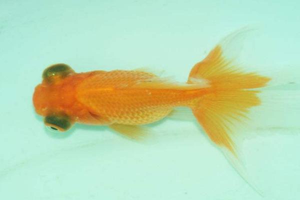 眼睛较大的金鱼叫什么，水泡金鱼和龙睛金鱼均有此特点