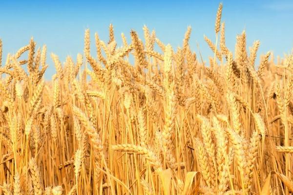 小麦的成熟时间，南北地区的成熟期不一致