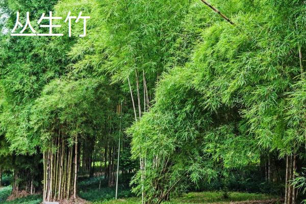 竹子的品种有多少，中国的品种众多