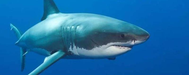 鲨鱼可以一直换牙的原因，牙胚分化和钙化的速度较快