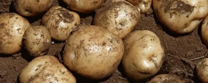 土豆长多高需要掐尖，掐尖是为了节省养分供应给块茎