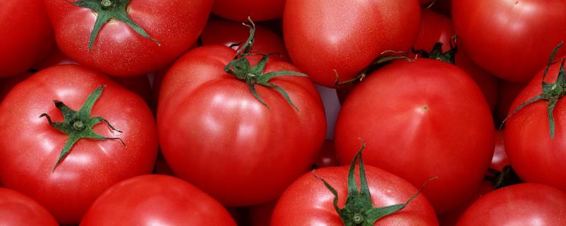 番茄在小寒大寒时期的田管技术，落果现象经常出现