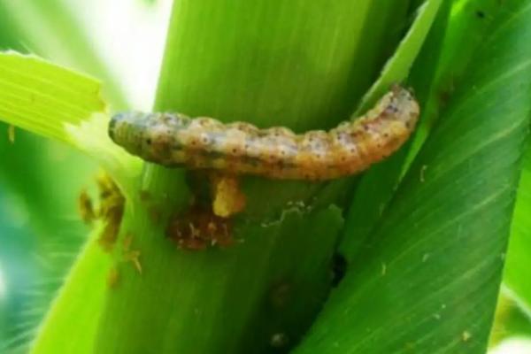 玉米粘虫的防治方法，人工捕杀、农业防治、化学防治均可