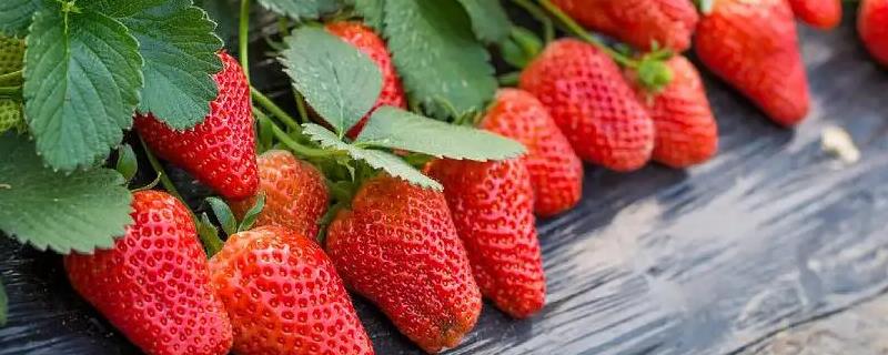 草莓高产妙招，病虫害的防治是关键