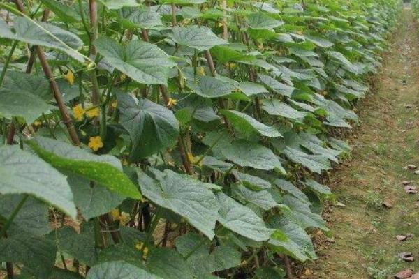 黄瓜栽培技术，选择产量高、抗病能力强的品种