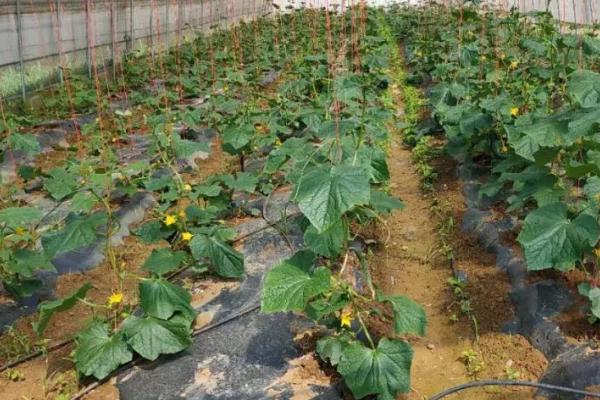 黄瓜栽培技术，选择产量高、抗病能力强的品种
