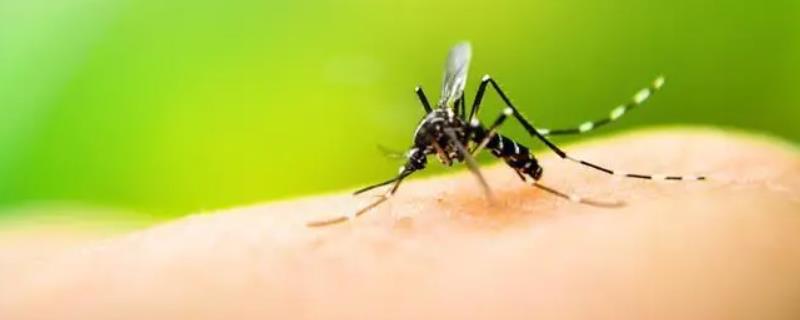 蚊子的吸血原理，会先叮咬体温较高和爱出汗的人