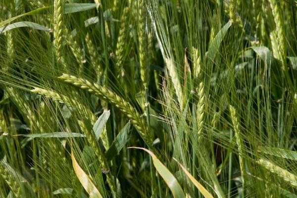 春小麦的播种时间，适合在北方寒冷地区种植