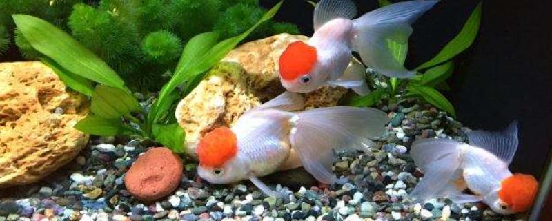 鱼缸里的金鱼产下卵能孵化吗，保证好它的生存环境