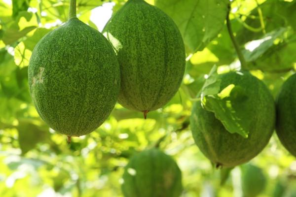 瓜蒌种植方法，可采用种子繁殖或分根繁殖