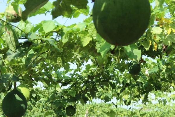 瓜蒌种植方法，可采用种子繁殖或分根繁殖