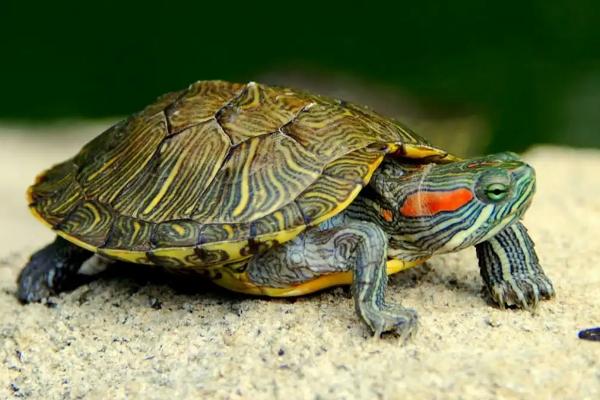 乌龟一天睡多久，冬季时会进入冬眠