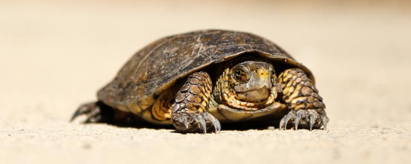 东锦龟西锦龟及南锦龟有什么区别，东锦龟具有圆点状花纹