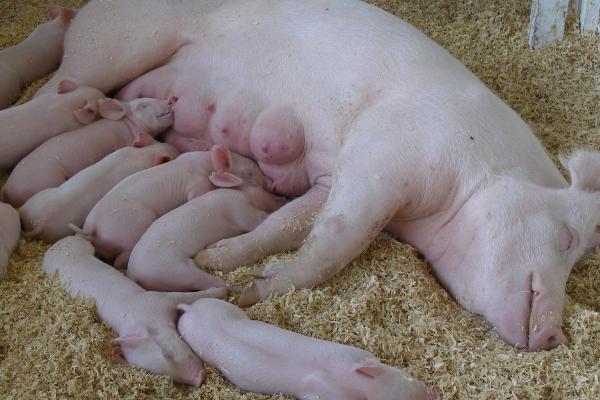 母猪怀孕一个月的表现，对食物要求还是比较高