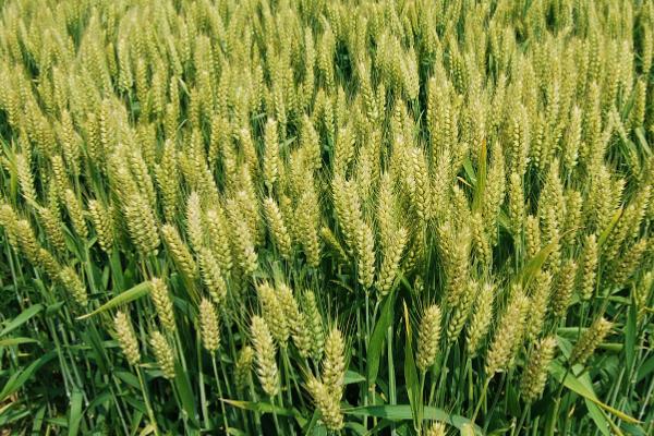 新麦208小麦品种简介，属中早熟品种