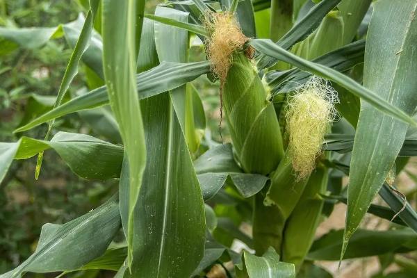 沃玉3号玉米品种简介，适宜在山西春播