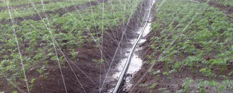 冬季灌溉系统保养方法，田间条滴灌管线要拉直