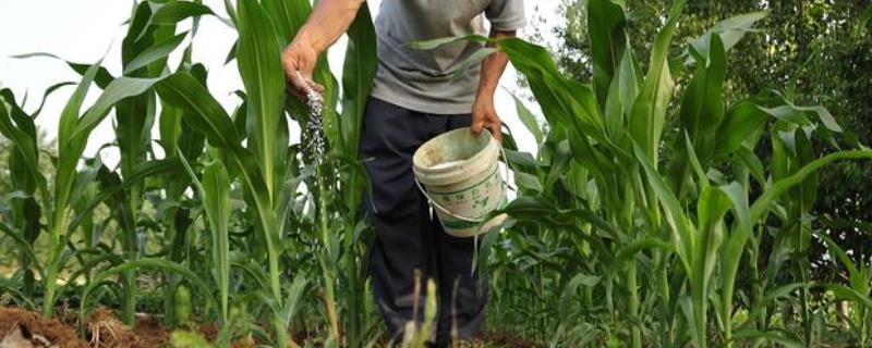 玉米高产化肥配方，出苗后要追施齐苗肥