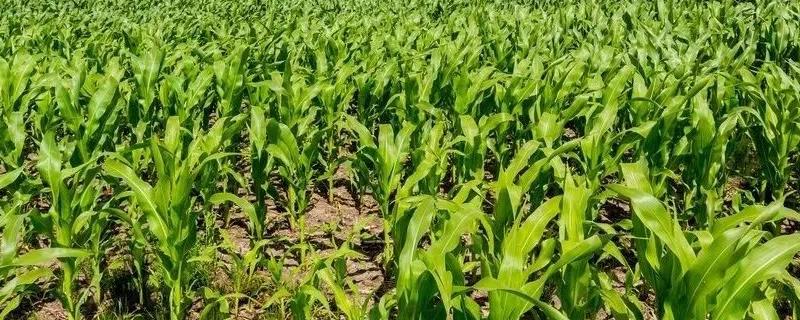 辽宁春玉米早春肥料管理技术，有机肥与化肥并重