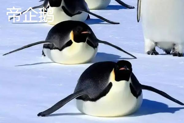现存企鹅有多少种，都生活在南半球