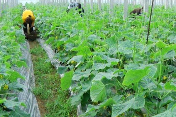如何矮秧栽培黄瓜，选用丰产性能好的优质品种