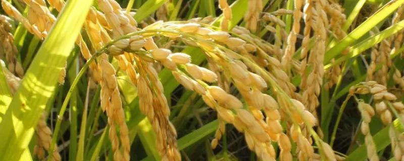 水稻田地下水灌溉的注意事项，一定要采取合理的方法