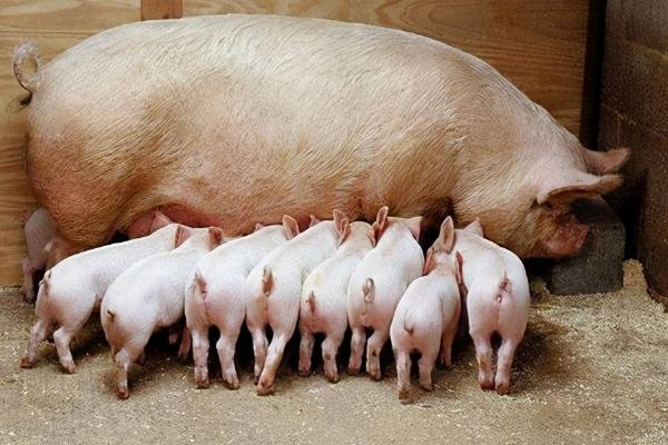 母猪产仔少的原因，应选择良种