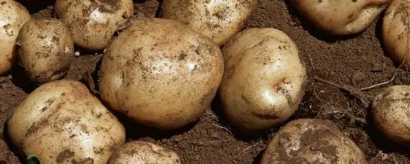 水培土豆需要切开吗，需要否则难发芽